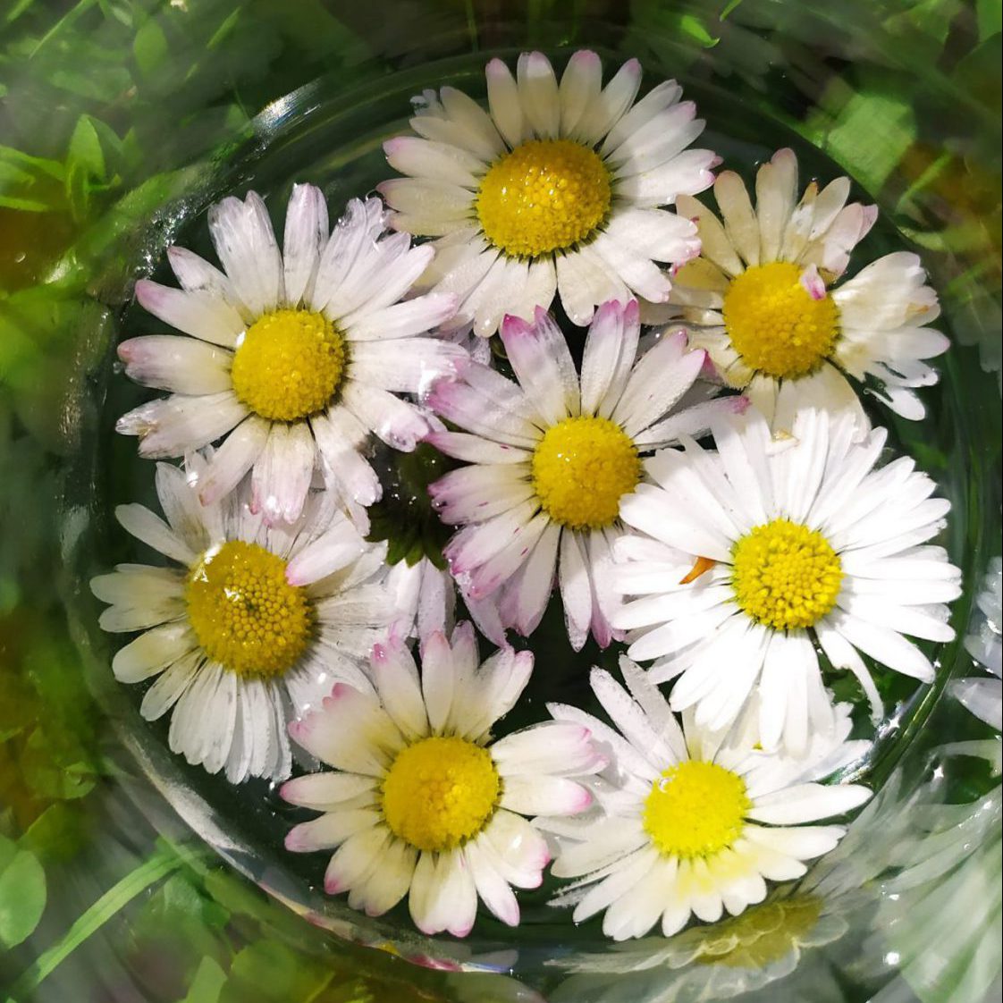 élixir de pâqueretes, Fleurs contemporaines DEVA élixir de pâquerettes, Fleurs contemporaines DEVA