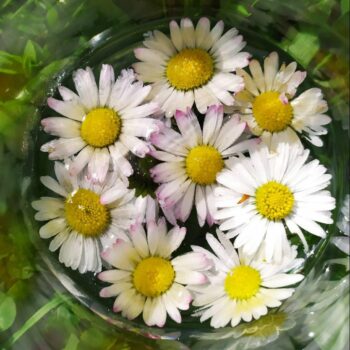 élixir de pâquerettes, Fleurs contemporaines DEVA