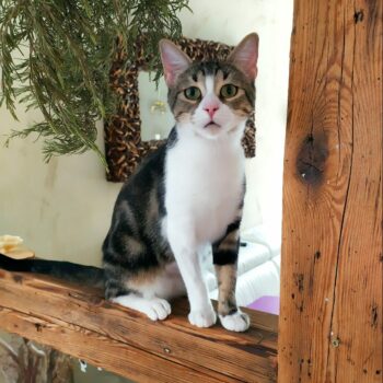 Vertus des fleurs de Bach pour les animaux