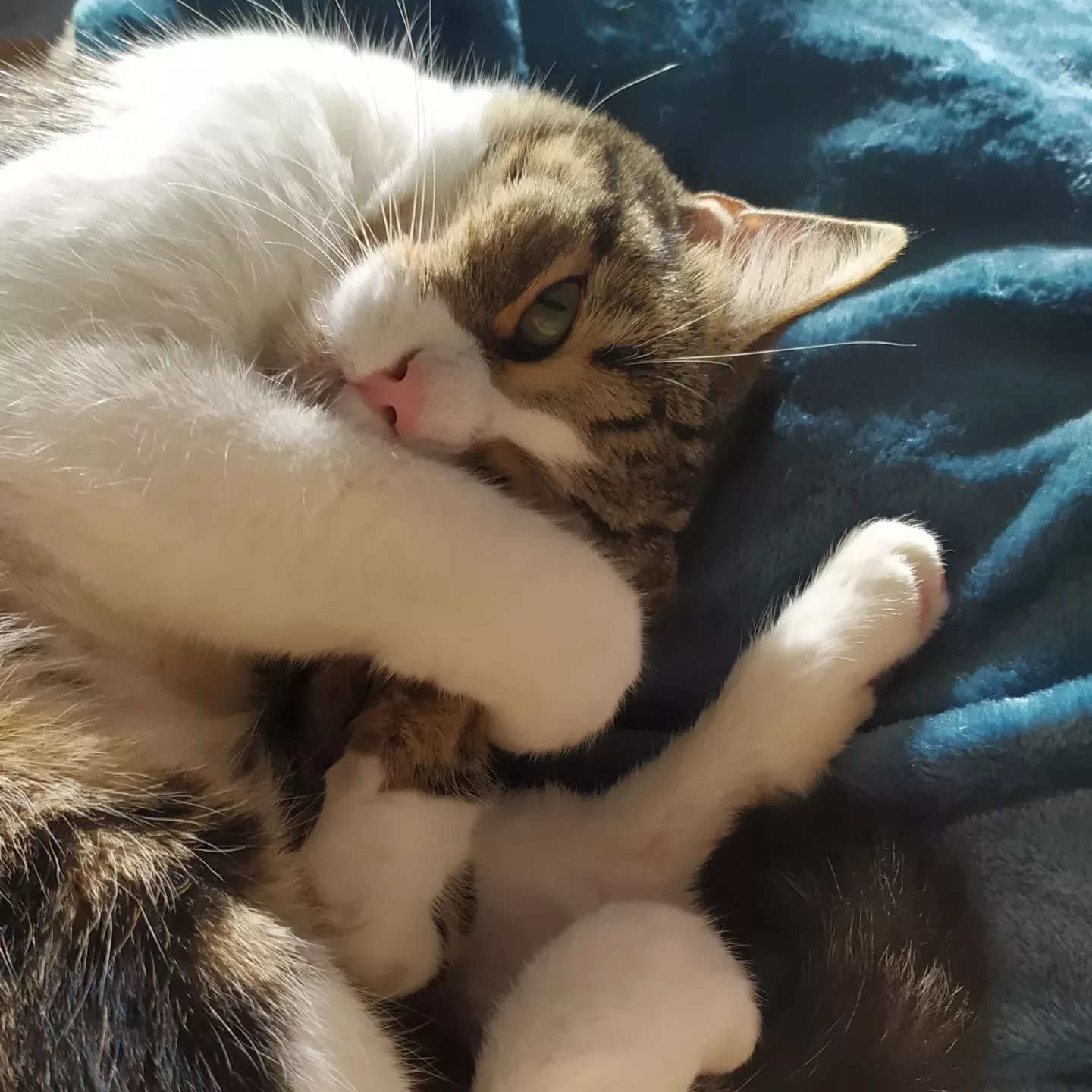 Minerva Chat qui se tourne en boule