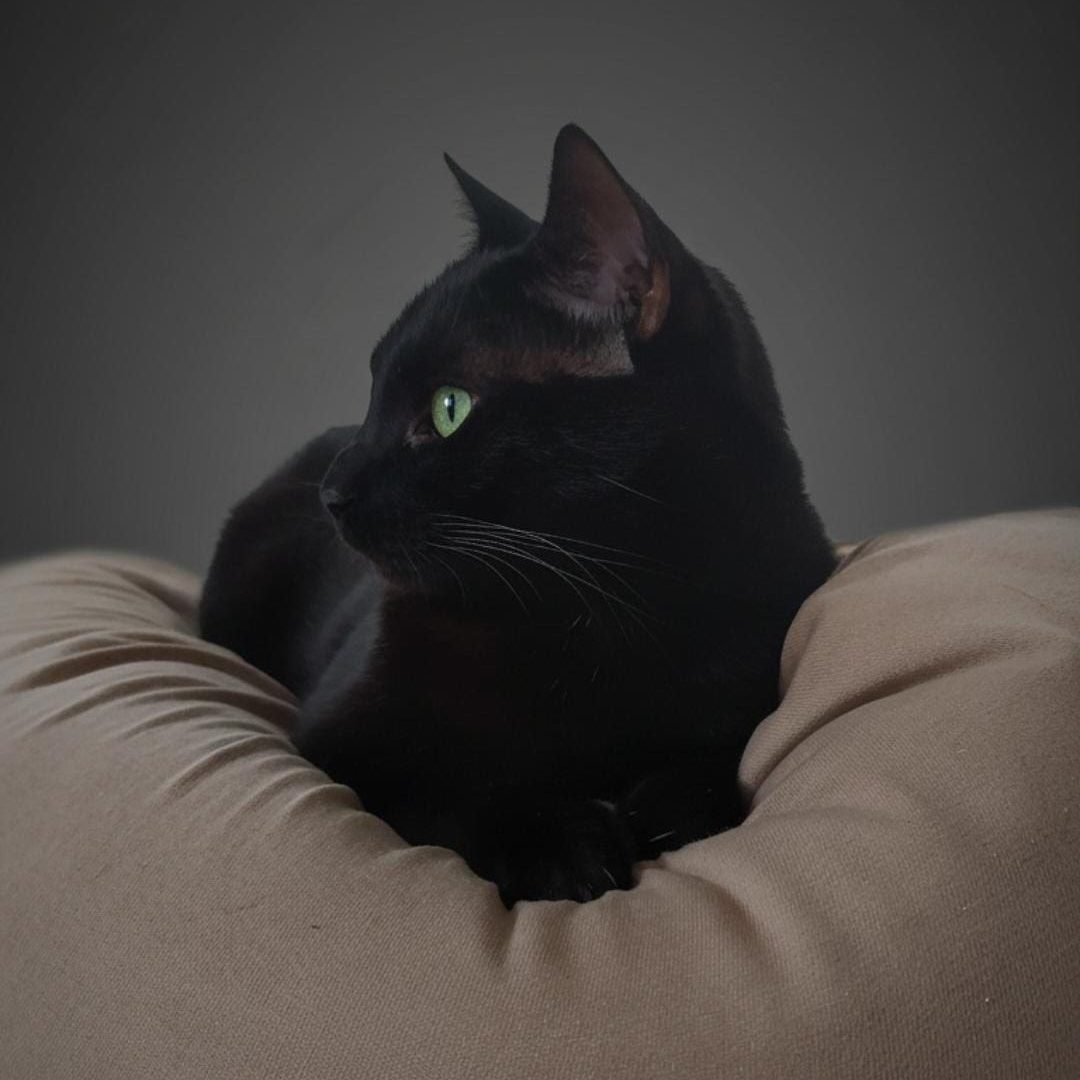 Chat noir serein sur un coussin