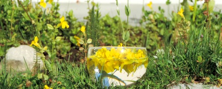 solarisation fleurs dans un bol transparent